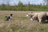 BORDER COLLIE - MOUTONS 085
